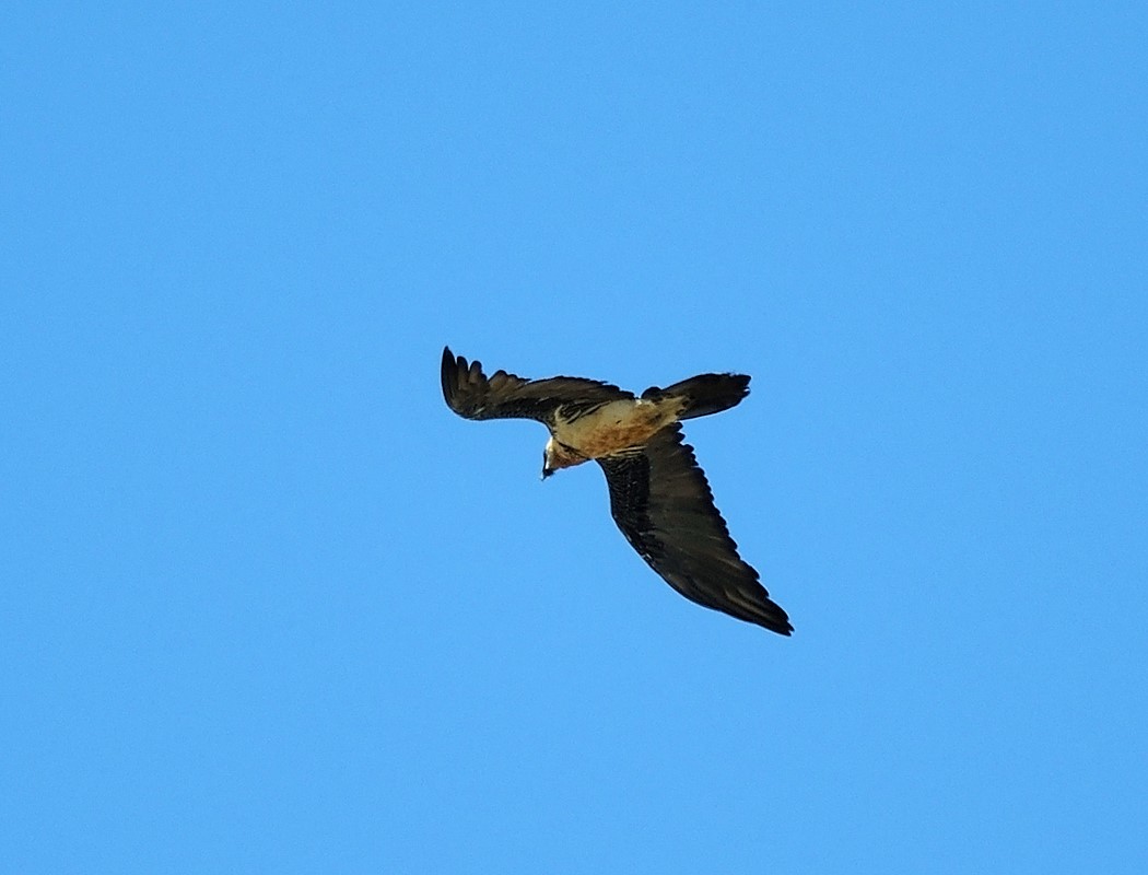 Bearded Vulture
