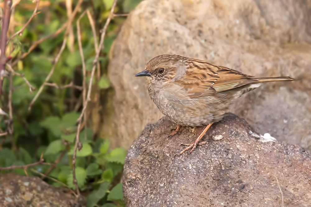 Dunnock