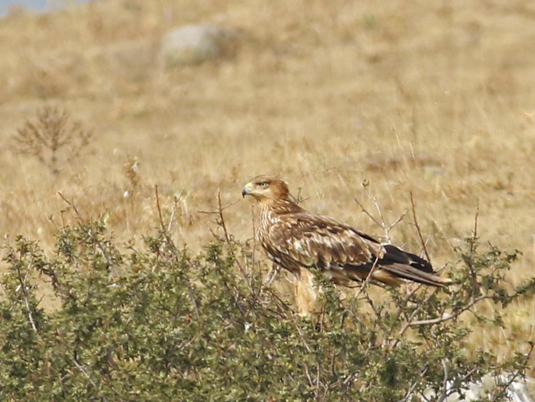 Eastern Imperial Eagle