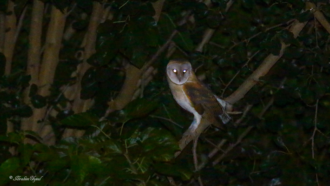 Western Barn Owl