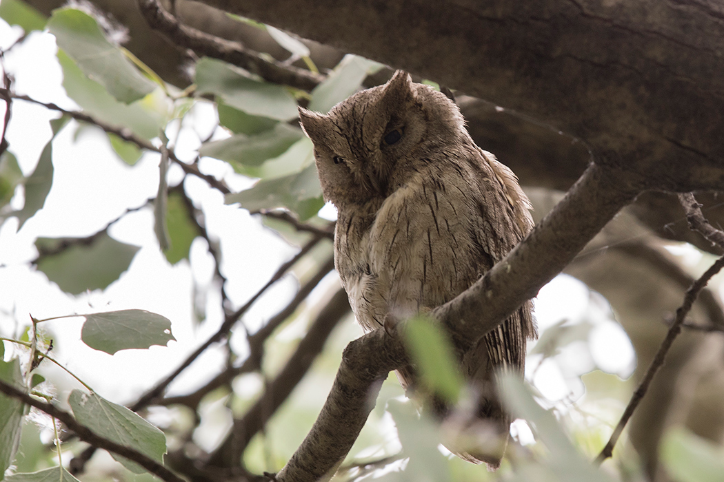 Pallid Scops Owl