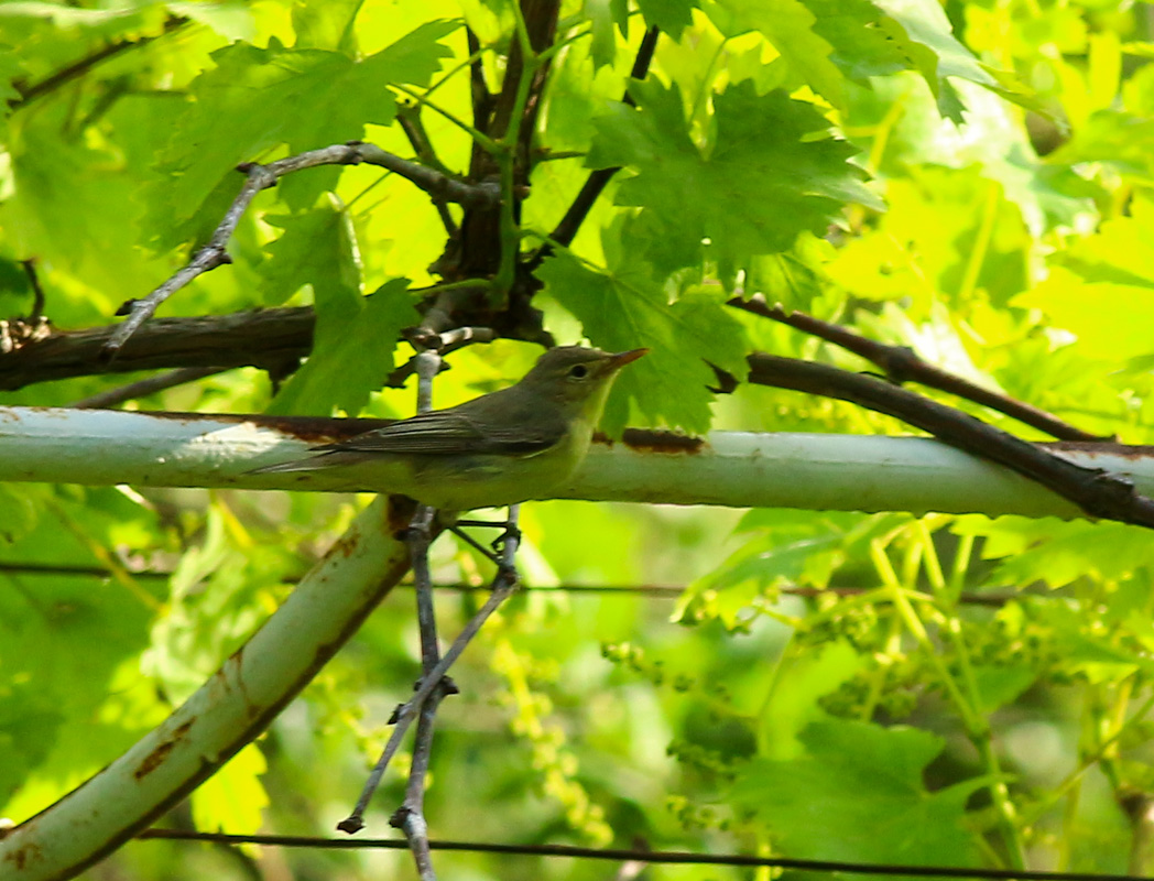 Icterine Warbler