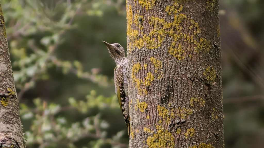 European Green Woodpecker