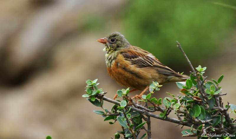 Ortolan Bunting