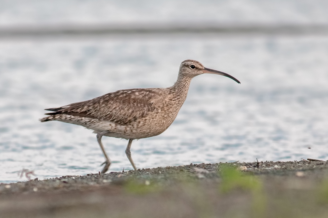 Eurasian Whimbrel