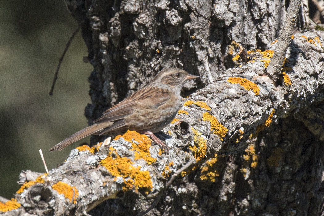 Dunnock