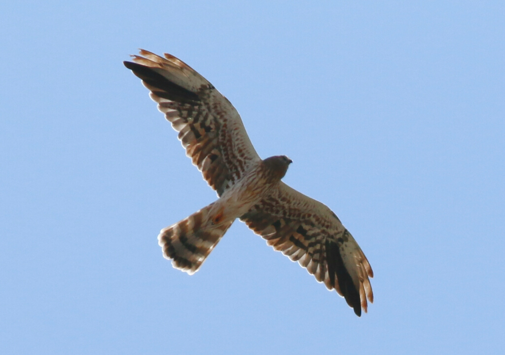 Pallid Harrier