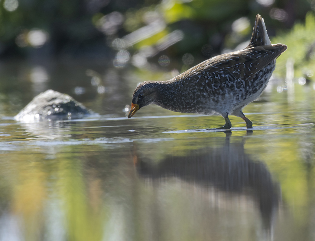 Spotted Crake