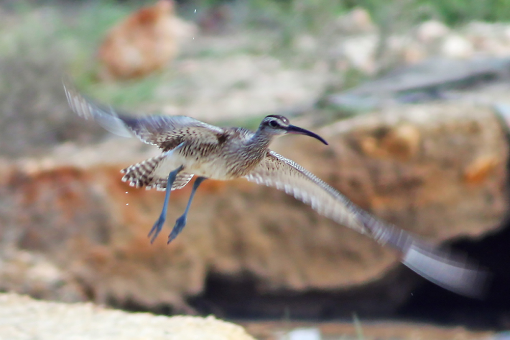 Eurasian Whimbrel