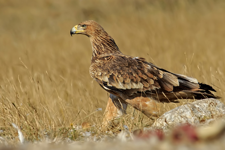Eastern Imperial Eagle