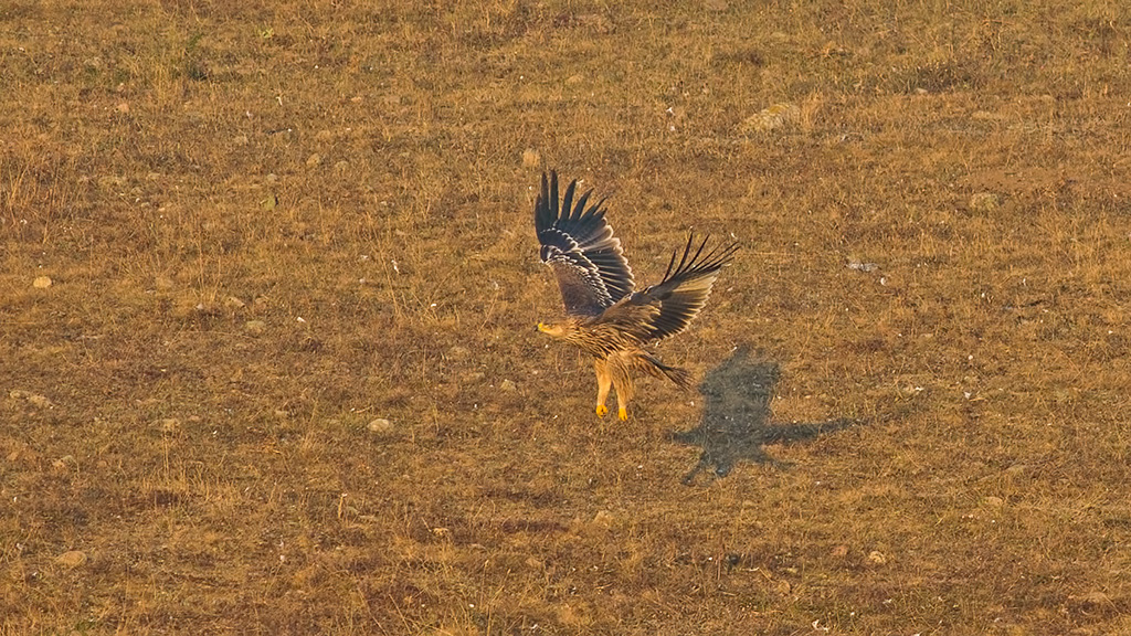 Eastern Imperial Eagle