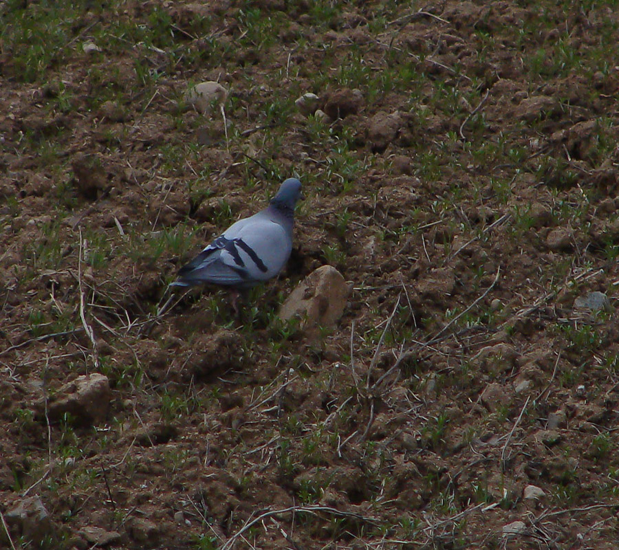 Rock Dove