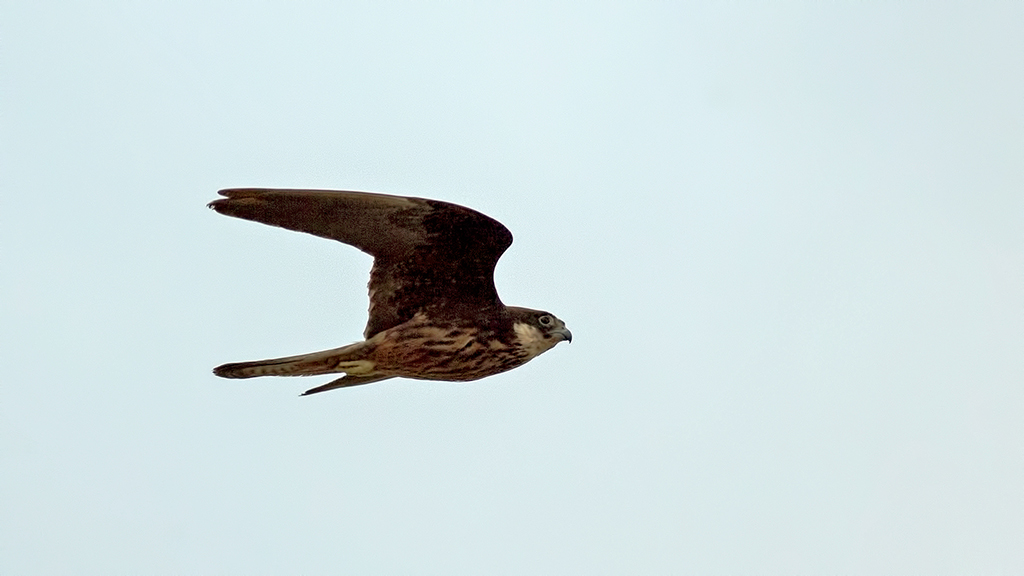 Eleonora`s Falcon
