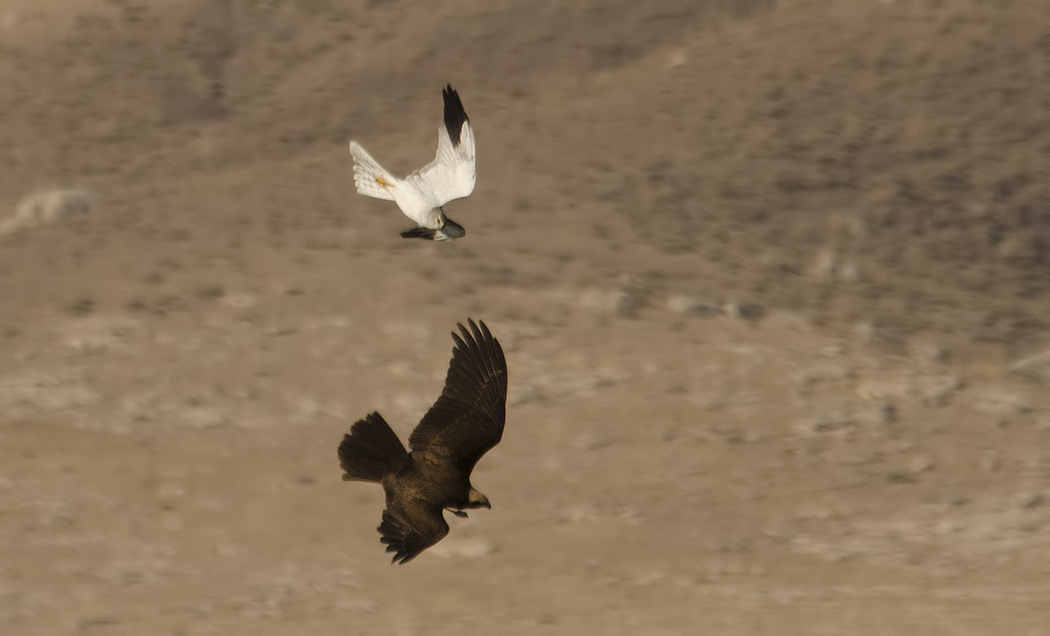 Pallid Harrier