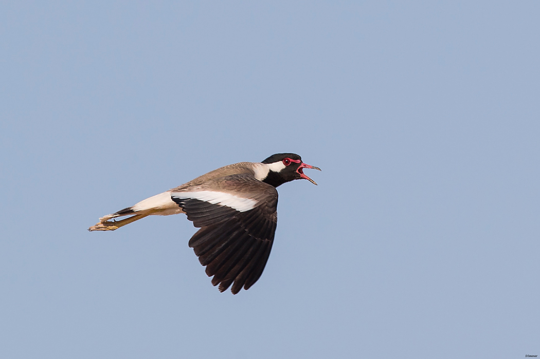 Red-wattled Lapwing