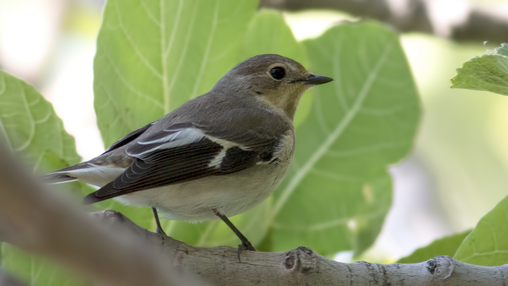 Halkalı Sinekkapan