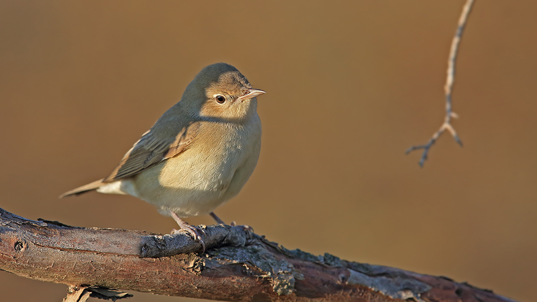 Garden Warbler