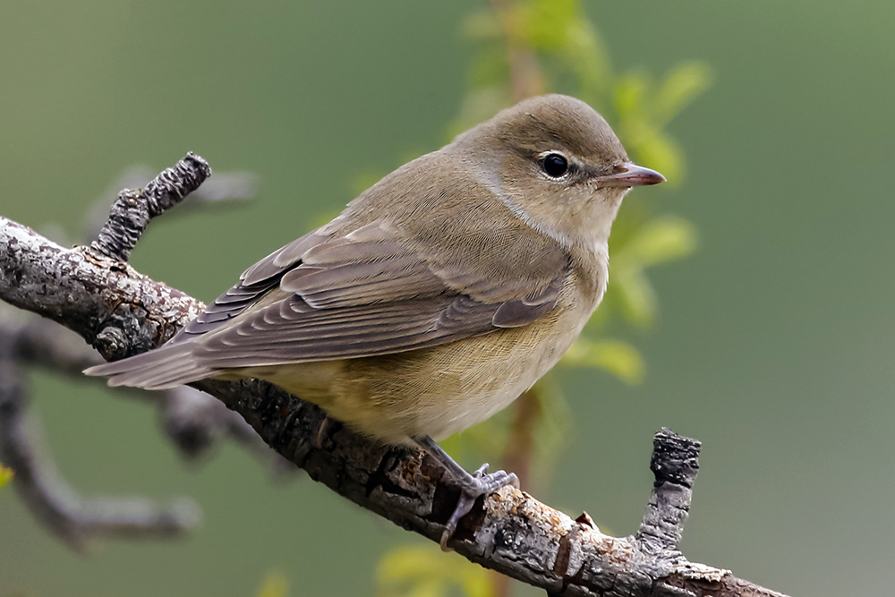 Garden Warbler