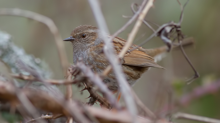 Dunnock