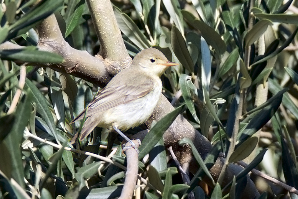 Icterine Warbler