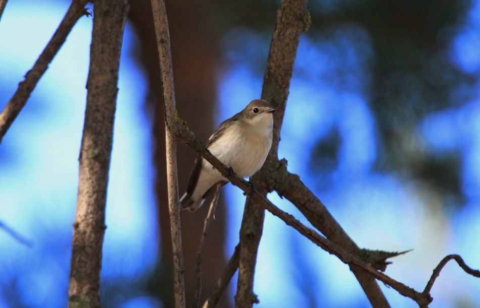 European Pied Flycatcher