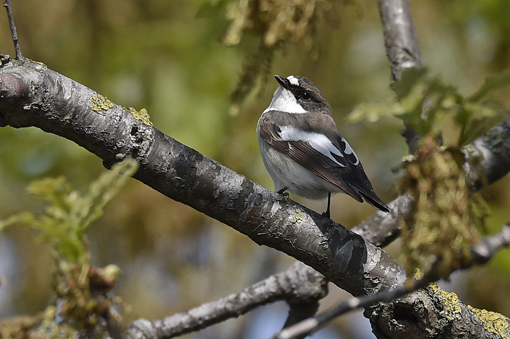 European Pied Flycatcher