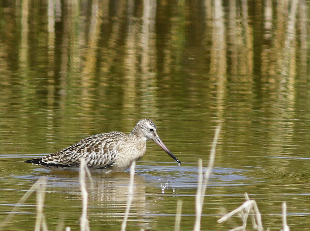 Bar-tailed Godwit
