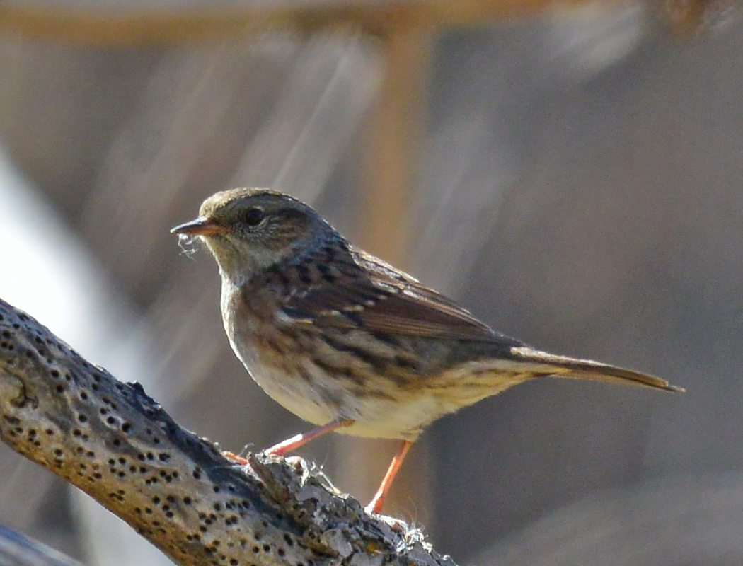 Dunnock