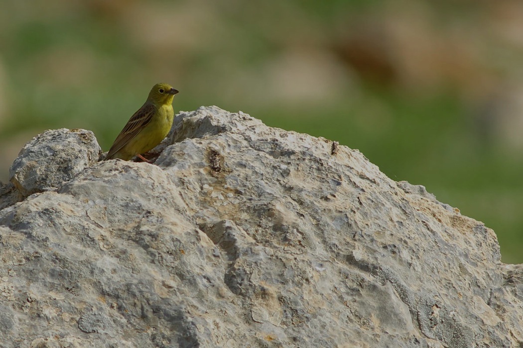 Cinereous Bunting