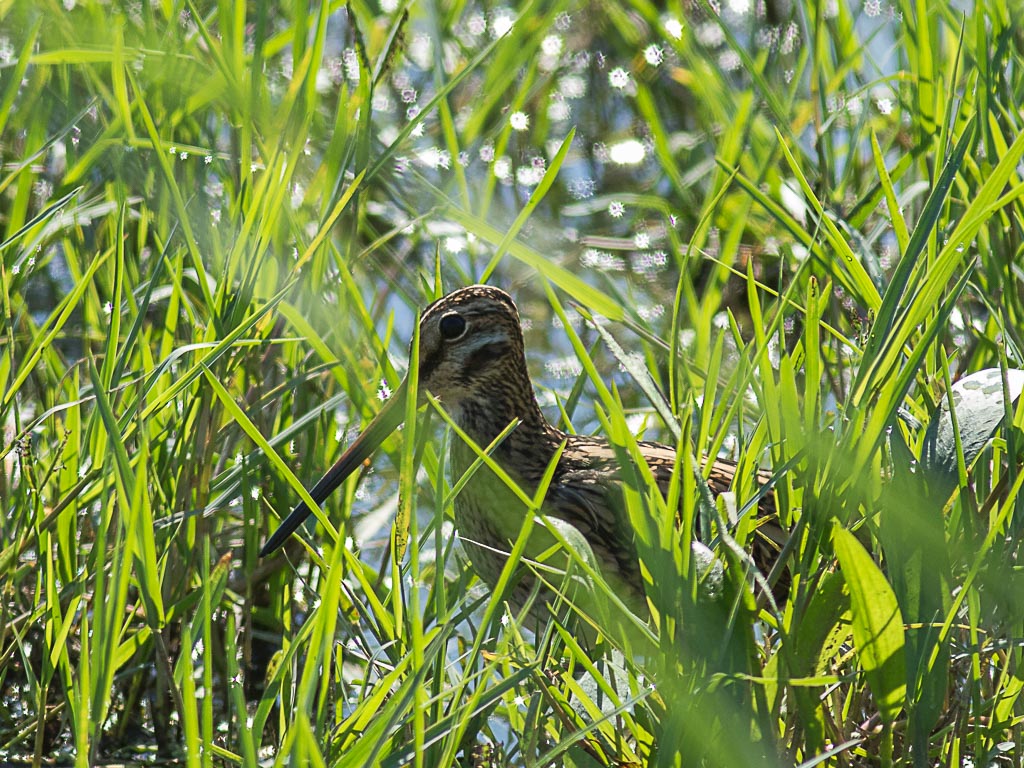 Jack Snipe