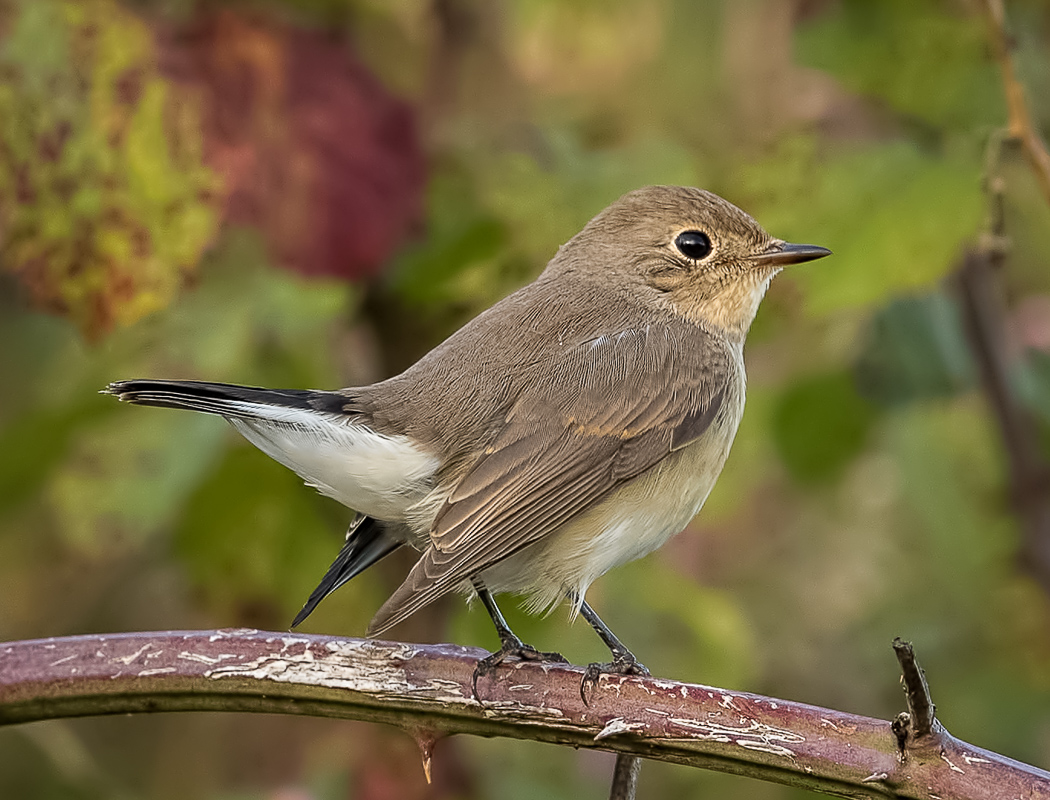 Red-breasted Flycatcher