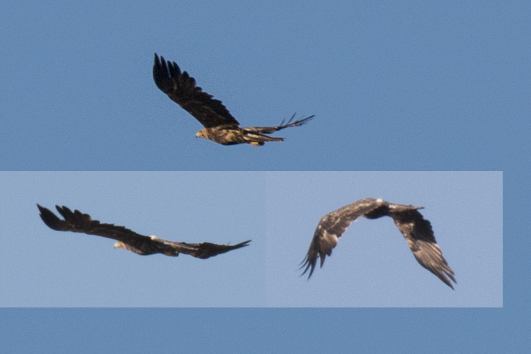 Eastern Imperial Eagle