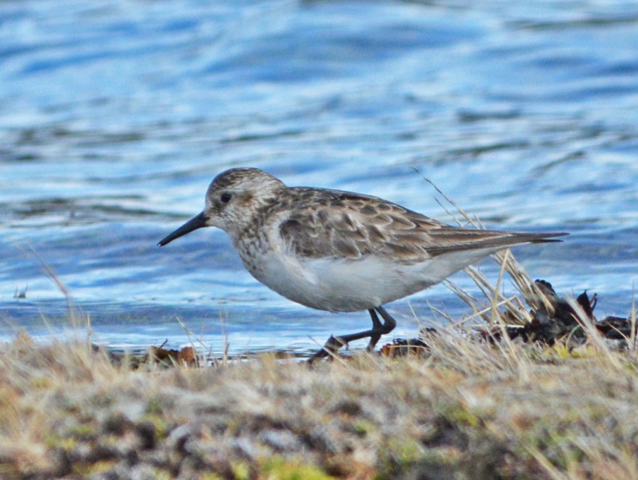 White-rumped Sandpiper