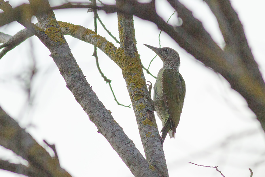 European Green Woodpecker