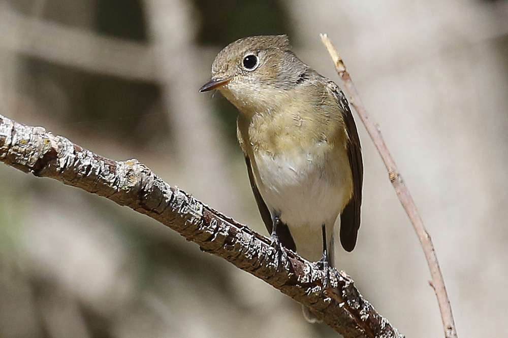 Red-breasted Flycatcher