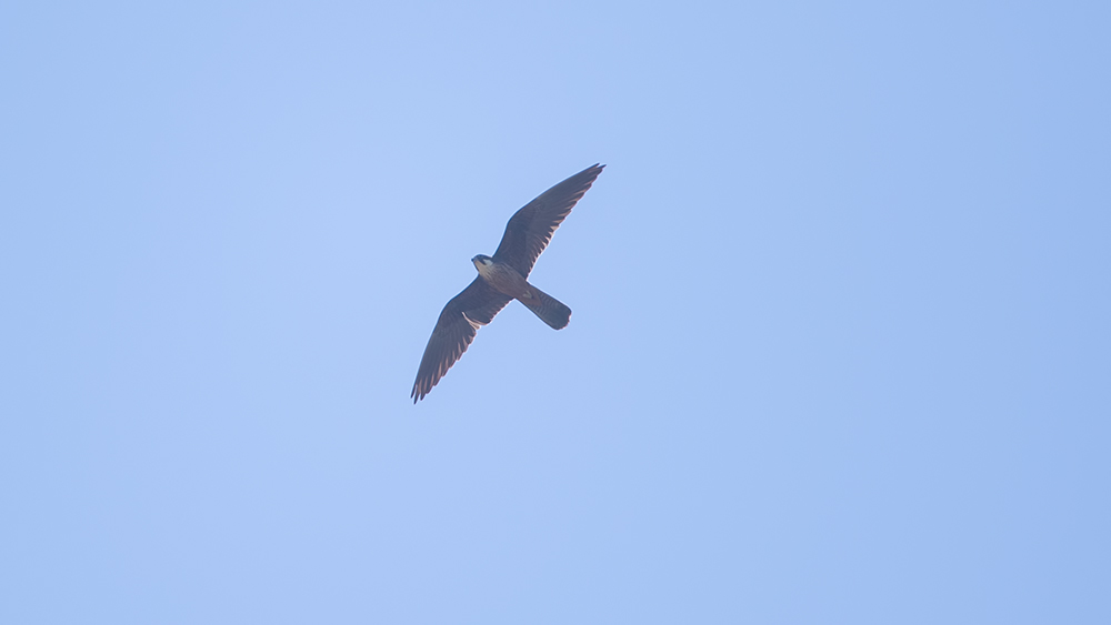Eleonora`s Falcon