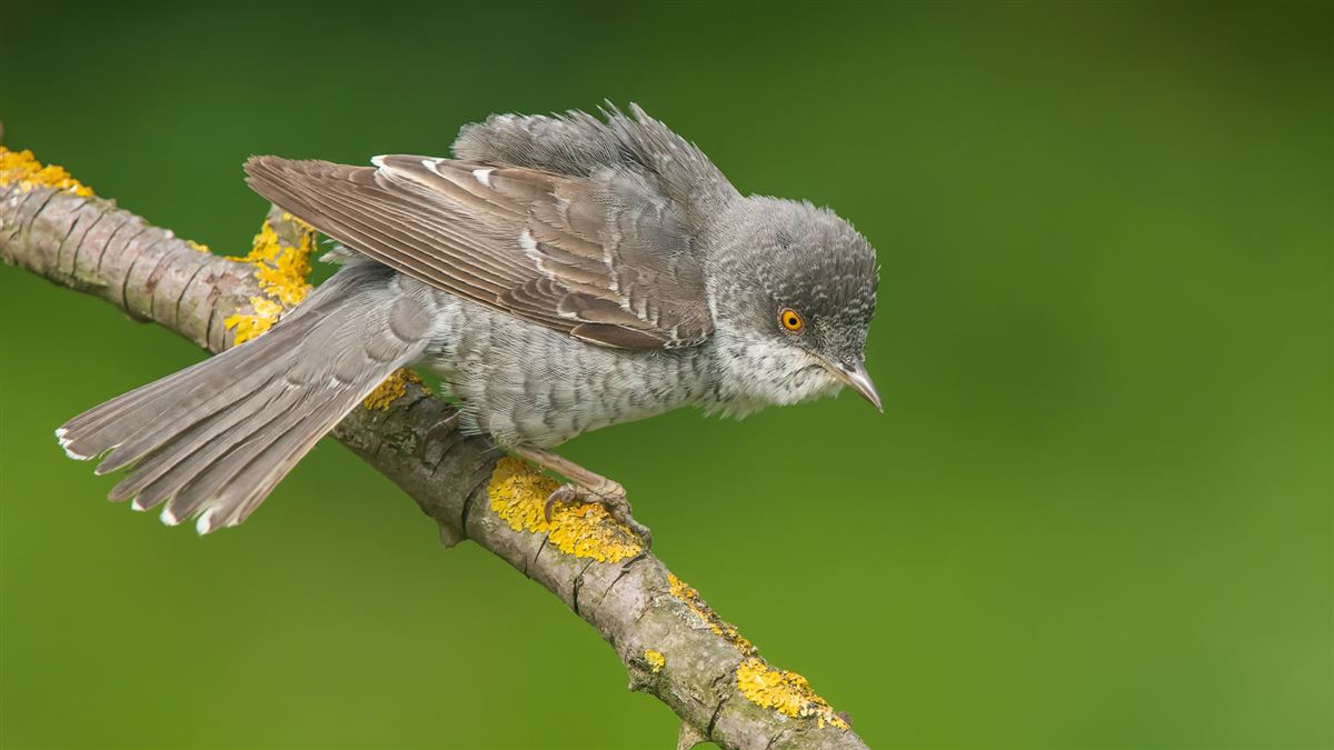 Barred Warbler