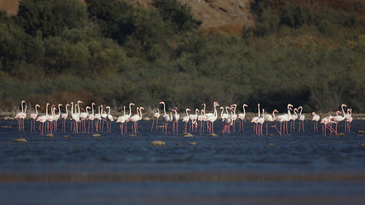 Flamingo