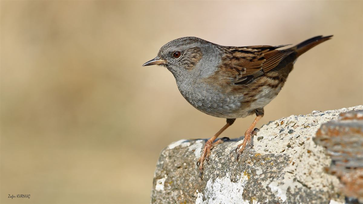 Dunnock