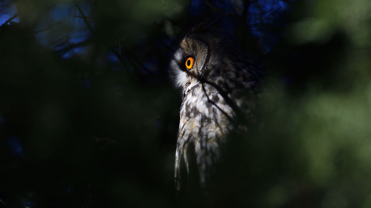 Long-eared Owl