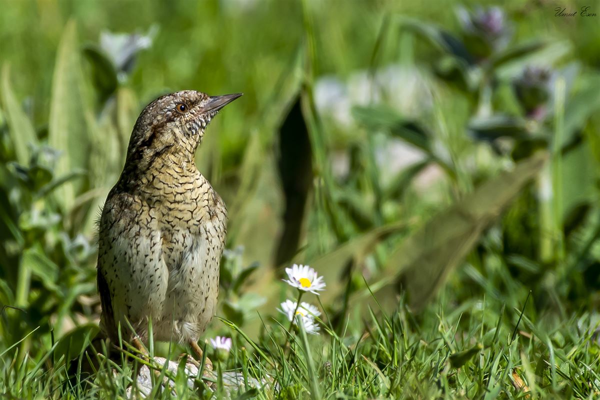 Eurasian Wryneck