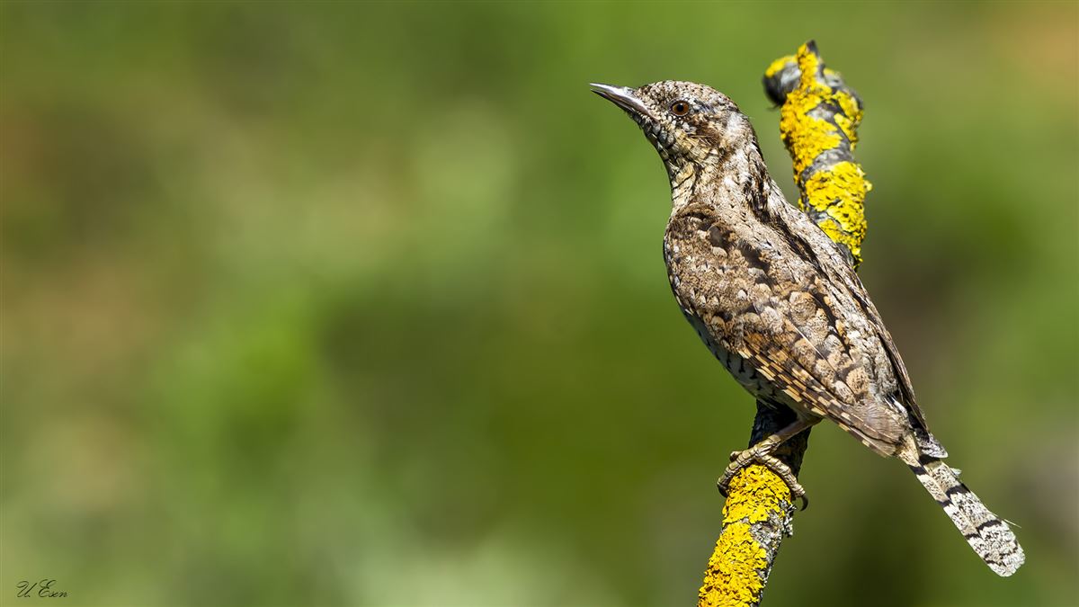 Eurasian Wryneck