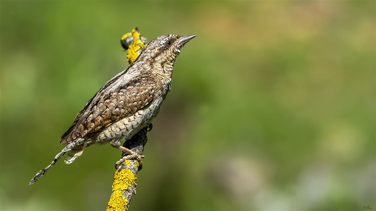 Eurasian Wryneck