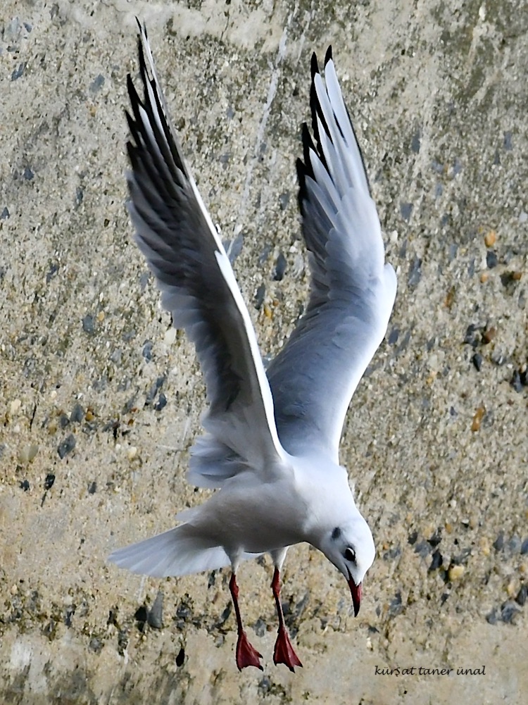 Karabaş Martı