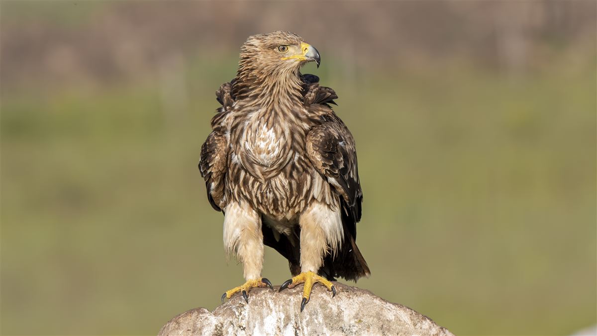 Eastern Imperial Eagle