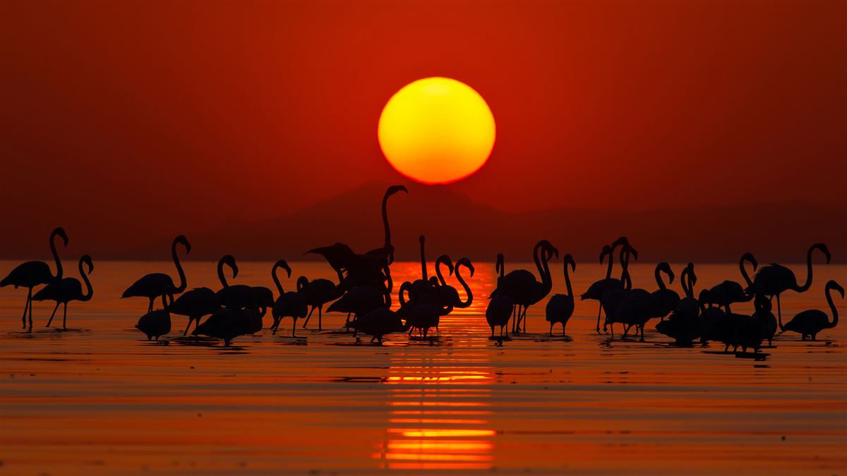 Flamingo