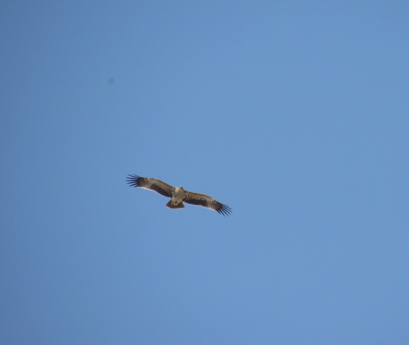 Eastern Imperial Eagle