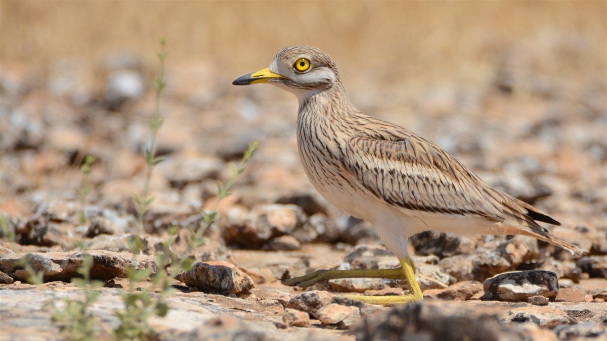 Eurasian Stone-curlew