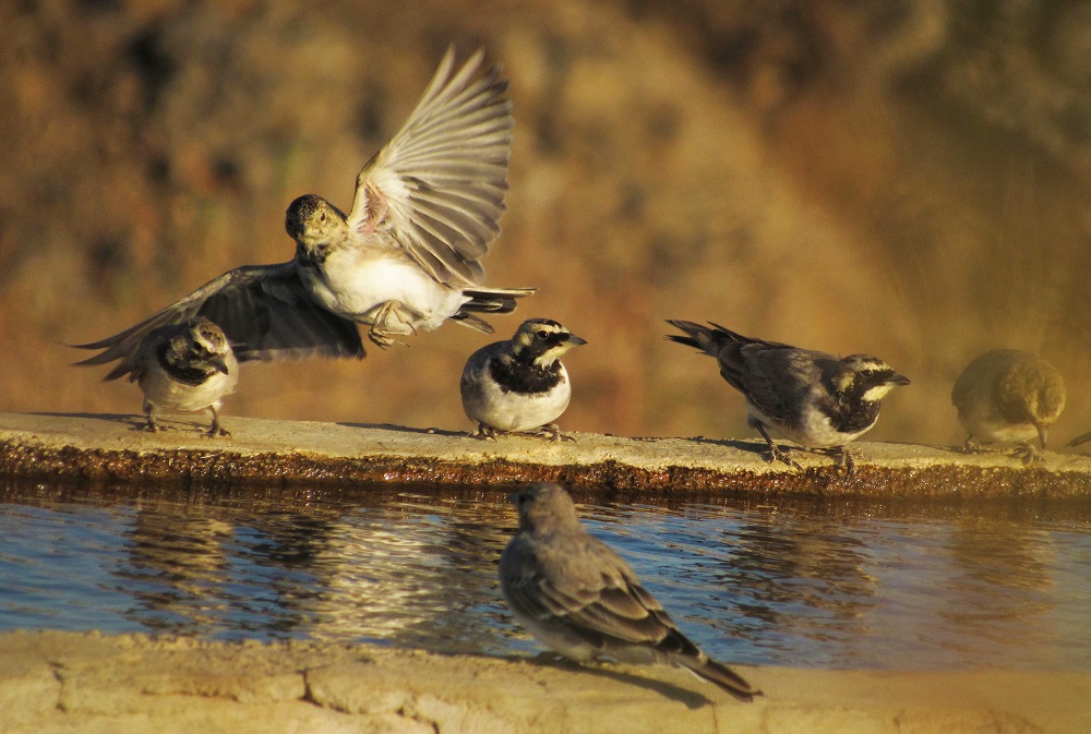 Horned Lark