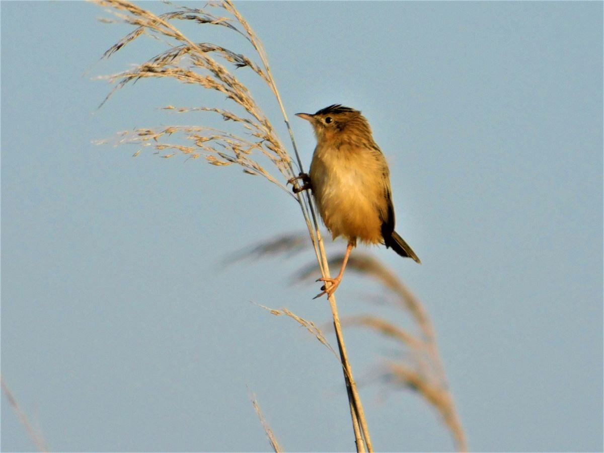 Zitting Cisticola